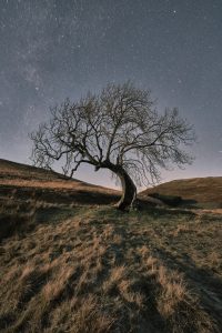 Frandy Tree